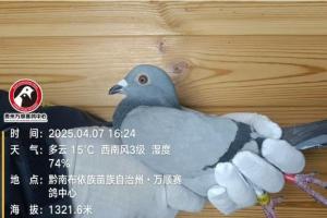 贵州万顺公棚：近期归巢鸽认领公告